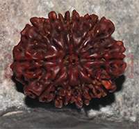 10 mukhi 51- 24x21x16